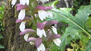 Xylocopa violacea dans les Acanthes [upl. by Inman]