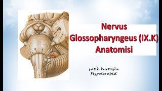 Nervus Glossopharyngeus  Neuroanatomy  Nöroanatomi Konu Anlatımı 23 [upl. by Naujat]