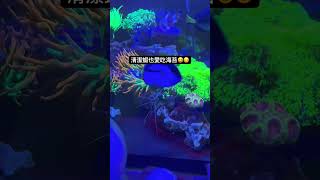 奕式海水缸20清潔蝦也愛吃海苔清潔蝦 海水缸 aquarium 水族館 [upl. by Iridissa237]