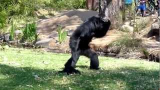 BEST VIDEO EVER  Incredible Screaming Apes [upl. by Margaretha566]