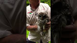 Unbelievable This Owls Neurological Condition Will Leave You Speechless shorts animals [upl. by Benoit]