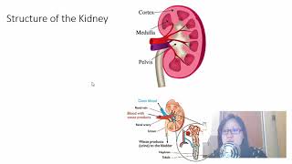 Renal  Proximal Convoluted Tubule [upl. by Sicnarf]