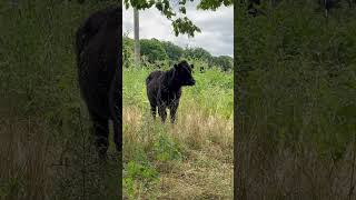 Raising Steer on a Small Family Farm [upl. by Pablo]