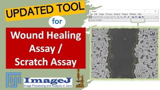 Updated tool Wound Healing Assay  Scratch Assay  Cell Migration Assay [upl. by Anirak]