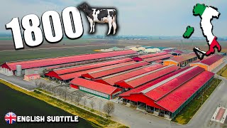 BIG DAIRY FARM XL 🇮🇹 Il passe de 900 à 1800 Vaches 🐄💨 [upl. by Hgielhsa]