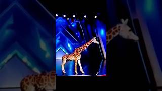 Americas Got Talent Giraffe 🦒 Magic😱😨  Duo SchumacherAGTamericagottalentmagic [upl. by Hanavas]