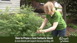 How to Prune a Sem Sorbaria Shrub  Sargents Nursery Inc [upl. by Viguerie]