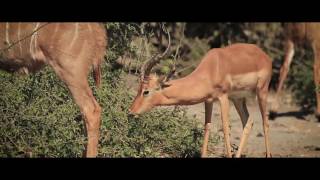 Namibia amp Botswana Zambezi Queen South Africa [upl. by Sadler284]