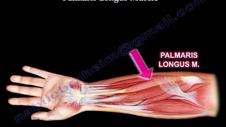 Anatomy Of The Palmaris Longus Muscle  Everything You Need To Know  Dr Nabil Ebraheim [upl. by Clarance863]