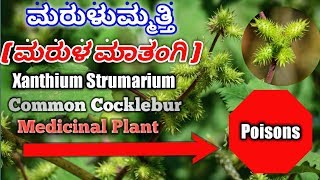 ಮರುಳುಮ್ಮತ್ತಿ Xanthium Strumarium Common Cocklebur Burdock Datura [upl. by Sibby]