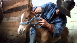 Foal Halter Training [upl. by Laehcim765]