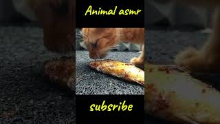 Cat ASMR 😼 [upl. by Dickenson]