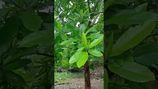 ayurveda ayurvedic oou Dillenia Indica [upl. by Bruell20]