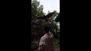 Bird of Prey Takes Down Balloons EPIC SlowMotion Safari World Show Bangkok Thailand [upl. by Gussman]