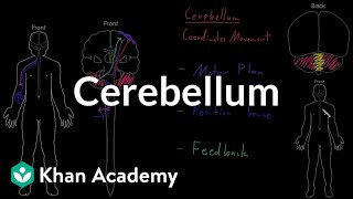 Cerebellum  Organ Systems  MCAT  Khan Academy [upl. by Dnalram]