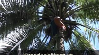 Trailer O le Afa Sāmoa  Exploring the use of Samoan Coconut Sennit [upl. by Attelrahc]