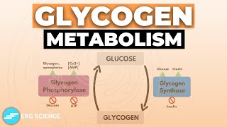 Regulation of Glycogen Metabolism [upl. by Norri]