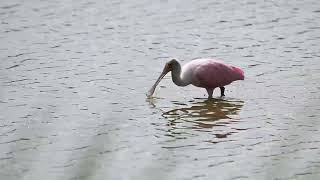 Roseatte Spoonbill [upl. by Guendolen]