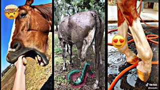 Horses of TikTok Equestrian TikTok Compilation 3✨ Vlogs from TikTok [upl. by Laiceps]