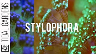 Stylophora Care Tips [upl. by Joy]