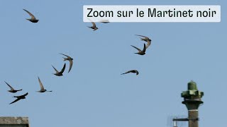 Zoom sur le Martinet noir [upl. by Jenette]