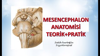 Mesencephalon Anatomisi  Pratik Teorik  Nöroanatomi Konu Anlatımı  8 [upl. by Nhguav919]