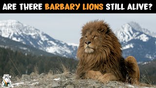 Are There Barbary Lions Still Alive [upl. by Enined]