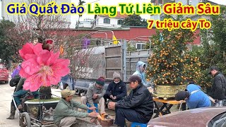 Tết Hà Nội 2024  Làng Quất Đào Tứ Liên Tươi Đẹp Chưa Từng Thấy [upl. by Nyahs]