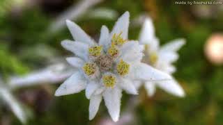 EDELWEISS VINCE HILL [upl. by Ahsait765]