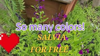 How to collect salvia greggii seeds 🪴 [upl. by Remos]