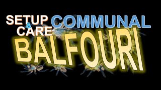 BALFOURI COMMUNAL Set up amp Care  PART 1 [upl. by Polad743]