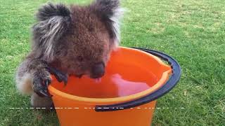 Watch adorable koala slurping down bucket full of water [upl. by Ymmit]