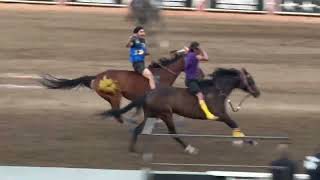 Bareback Relay Horse Racing at the Calgary Stampede 2024 Race 1 [upl. by Ecitnerp367]