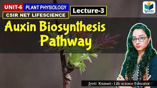 AUXIN BIOSYNTHESIS  PHYTOHORMONE PART3 CSIR NET PLANT BIOLOGY [upl. by Atiragram429]