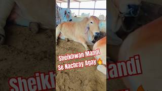 Sheikhwan Mandi Se Nachray Agay🔥 youtubeshorts cow cowmandi viralshorts [upl. by Otrebtuc]