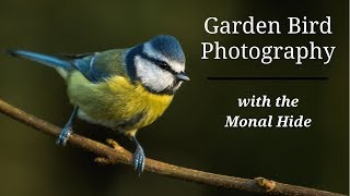 Tragopan Monal Hide  Garden Bird Photography [upl. by Dosh73]