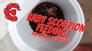 Feeding baby scorpions with my kids [upl. by Ettevahs]