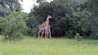 A young giraffe bull picks a fight with an older bull and almost loses its leg [upl. by Barrington]