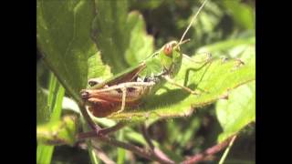 Stripewinged Grasshoppers Stenobothrus lineatus [upl. by Oiruam]