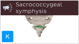 Sacrococcygeal symphysis  Anatomical Terms Pronunciation by Kenhub [upl. by Stearn]