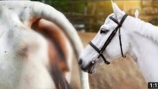 Horse and cow meetin video first time ❣️ [upl. by Ssilb]