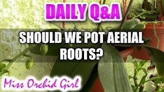 QampA  Should we bury aerial roots of Phalaenopsis Orchids [upl. by Ambrose]