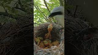 Tail of Temerity Longtailed Shrike Chicks Adventures shorts [upl. by Natanhoj]