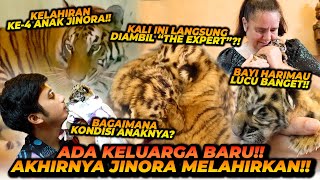 KELAHIRAN KE 4 JINORA  ANAKNYA LANGSUNG DIAMBIL OLEH quotTHE EXPERTquot  BAGAIMANA KONDISI ANAK JINORA [upl. by Kciremed]