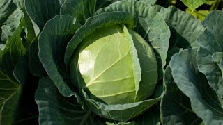 How to grow cabbage very easy [upl. by Ninnahc]