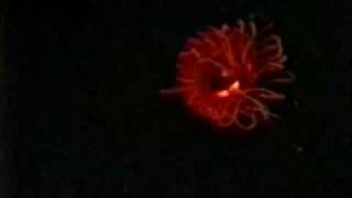 Operation Deep Scope 2005 EyeintheSea Bioluminescence [upl. by Venice21]