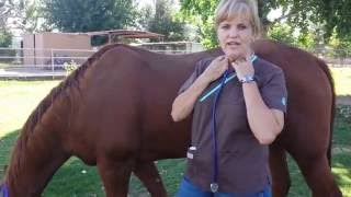 How to do a Basic Horse Exam by Durango Equine Veterinary Clinic [upl. by Amora814]