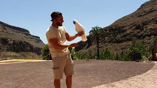 Palmitos Park  Gran Canaria  Dolphins Show Parrots Show Birds of preys amp Exotic Birds [upl. by Ingeberg818]