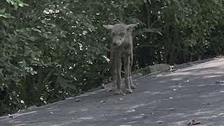 Coyote in St Louis County neighborhood causes concern [upl. by Nerrat]