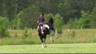 Horse Bucking Big 173 hands 1600 pounds Percheron  TB [upl. by Dianuj]